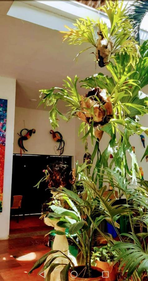 Parrot House San Antonio 公寓 Cali